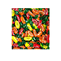 Cedrinca Le Caramelle Sicilia Candy 1000g